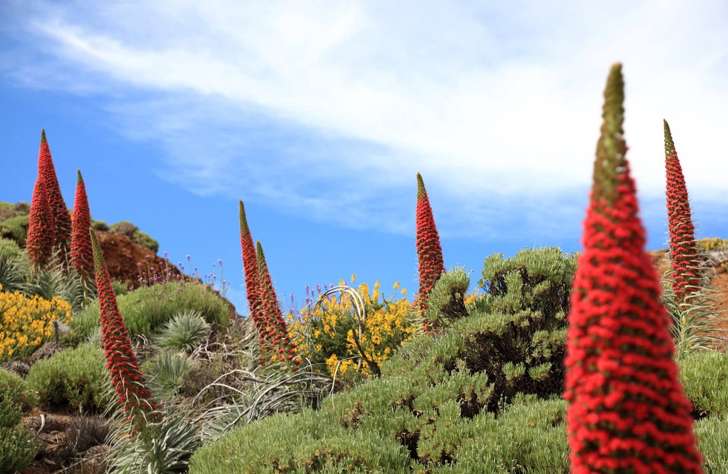 カナリア諸島4島巡りとワイルドフラワーウォッチング【11日間】