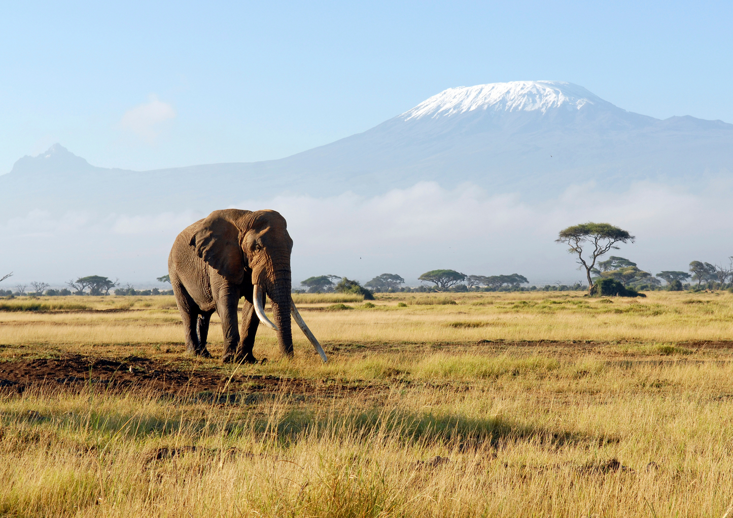 Giants of the Savanna – Elephant Safari Experience