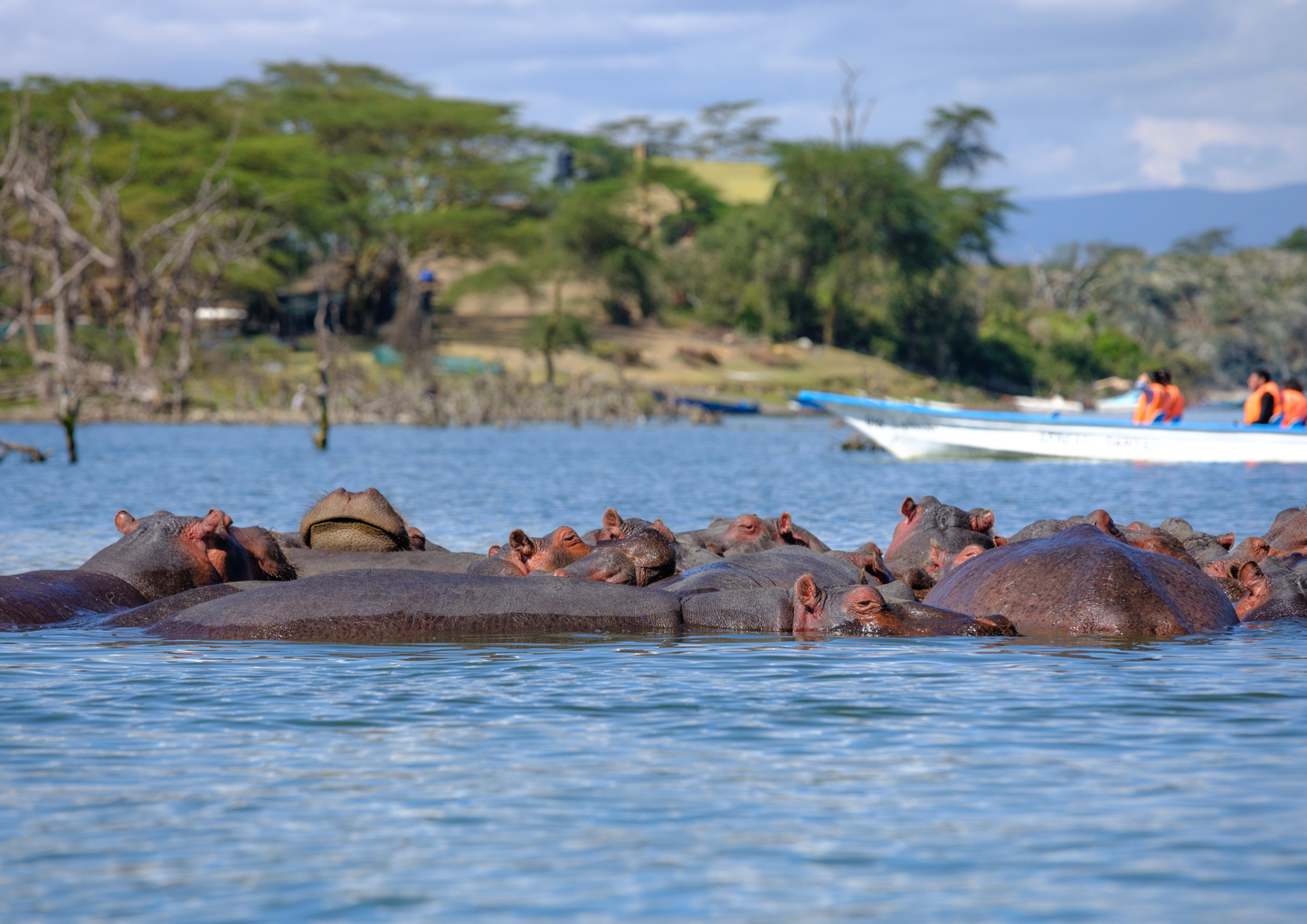 Riverside Wonders – Wildlife of Water and Plains
