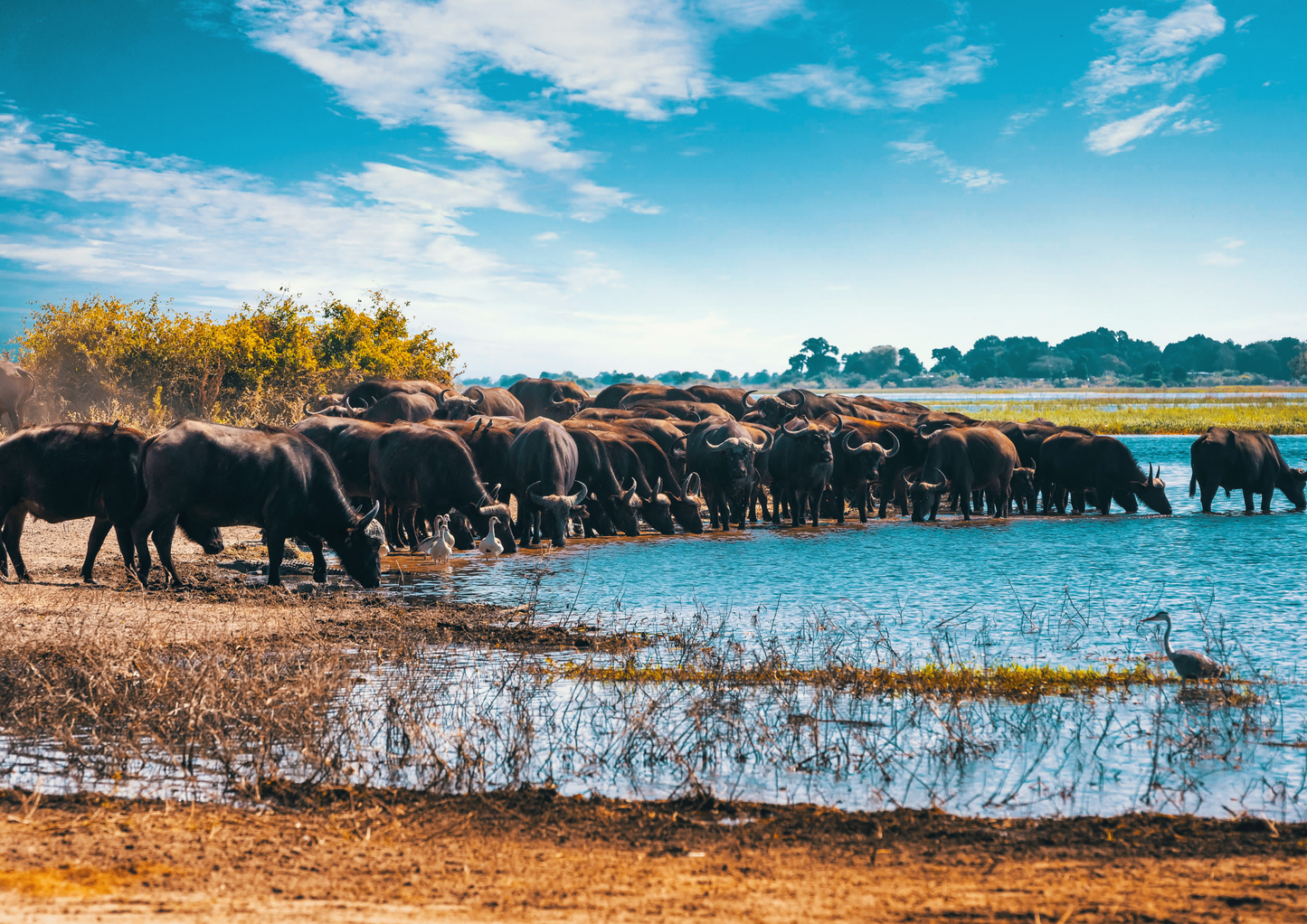 Riverside Wonders – Wildlife of Water and Plains